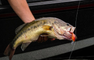 Rapala for sale in Lexington, NC and Hardy, VA